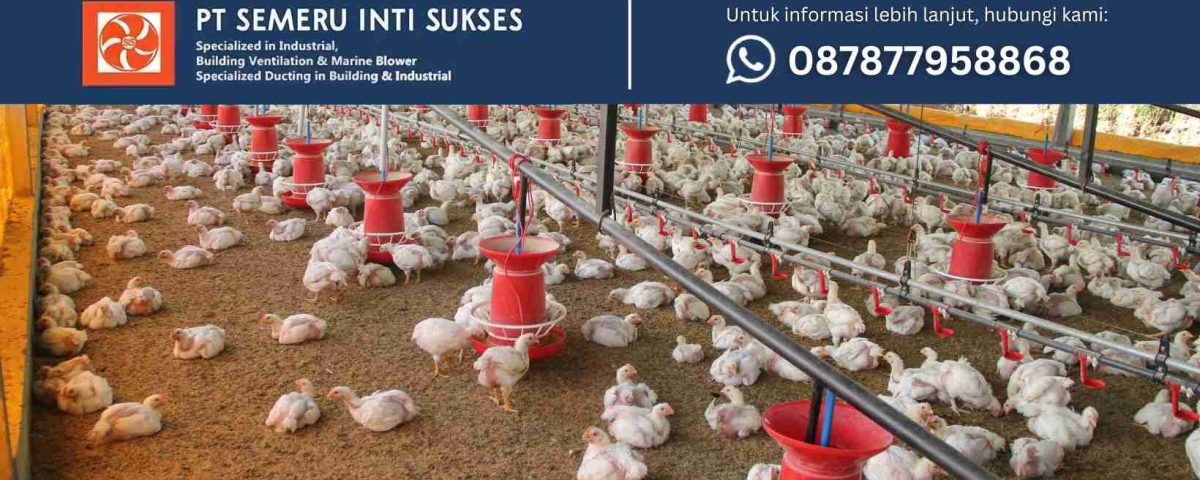 tips bisnis ayam potong