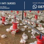 tips bisnis ayam potong